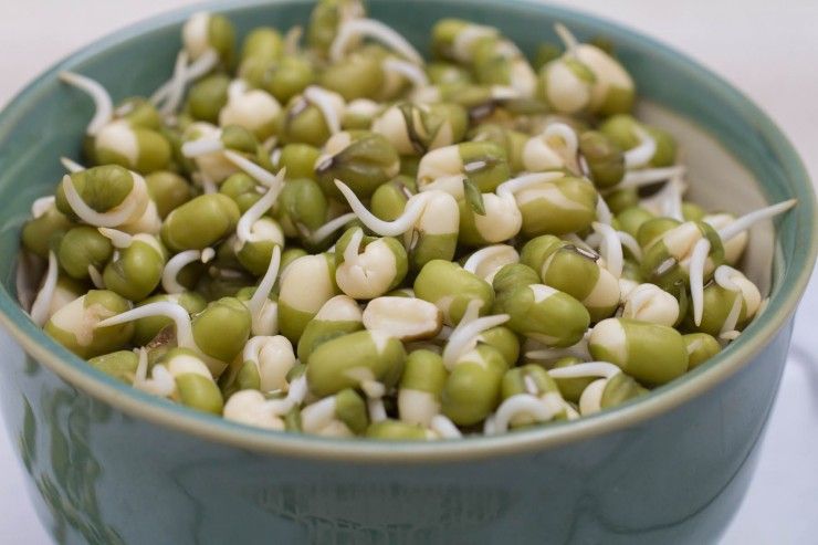 Mung bean sprouts in a bowl