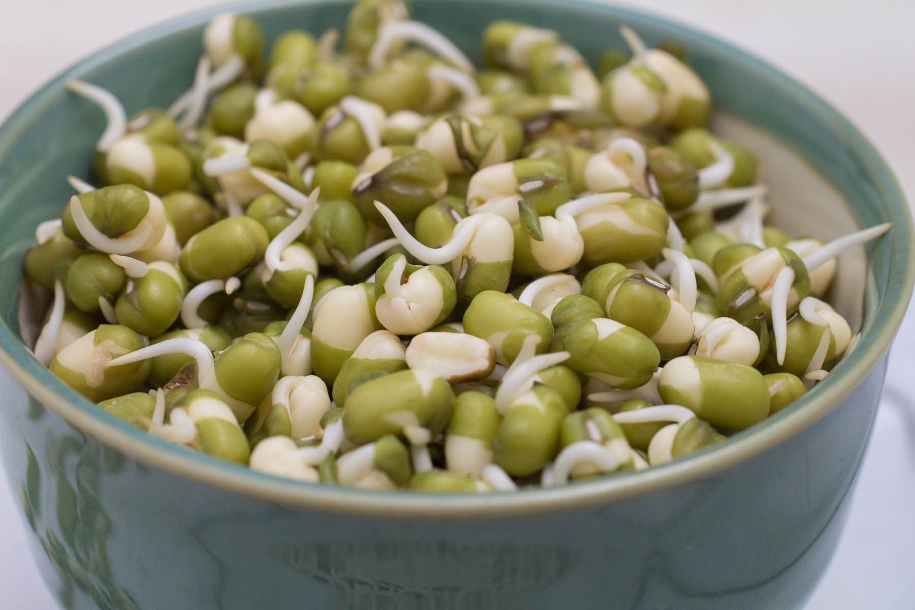 mung bean sprout vegetable