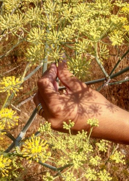 Foraging for Fennel