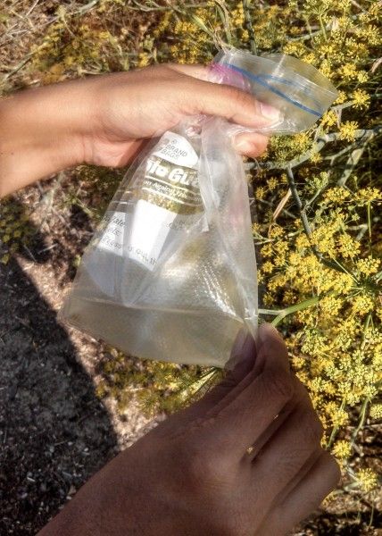 Foraging for Fennel