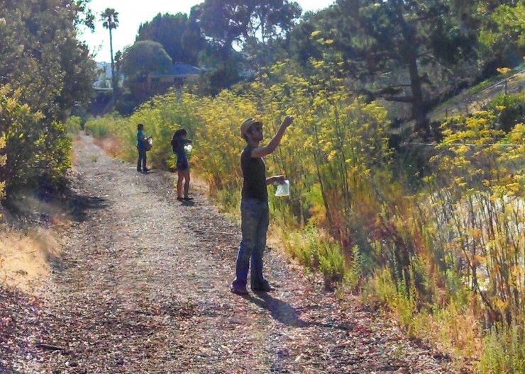 Foraging for Fennel