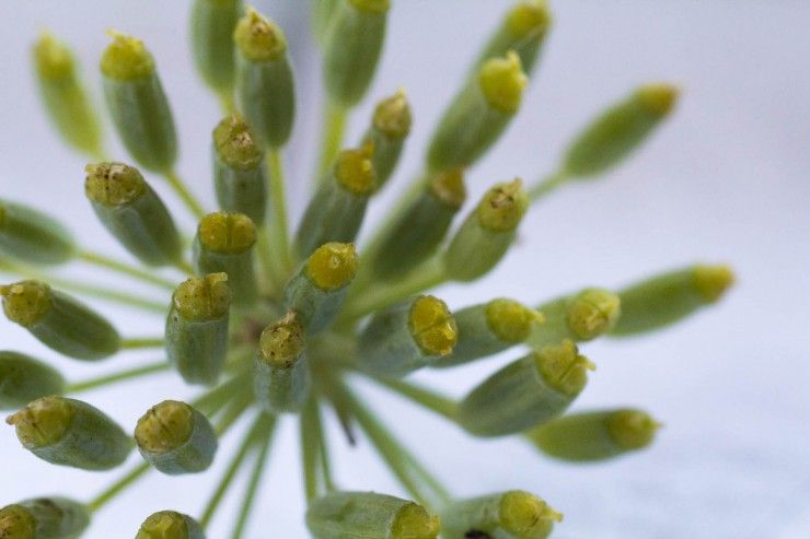 Fresh fennel seeds by Indiaphile.info