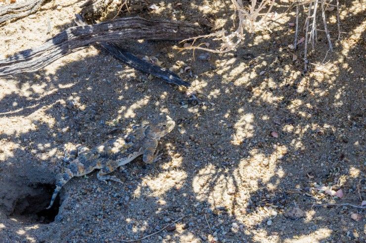 Lizard at Death Valley