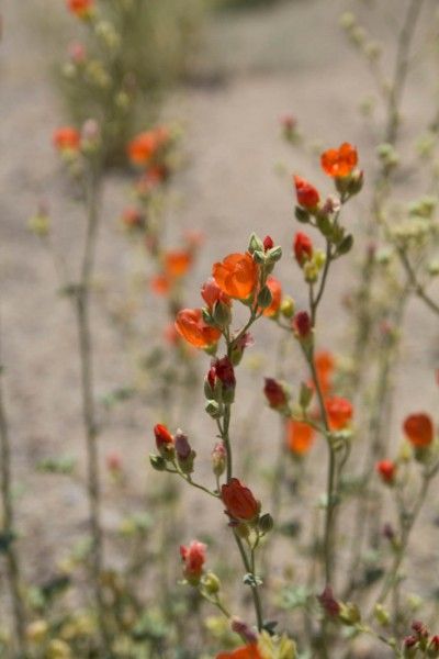 Death Valley