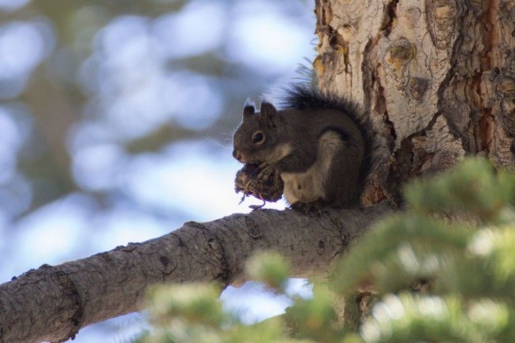 Squirrel at Whitney Portal