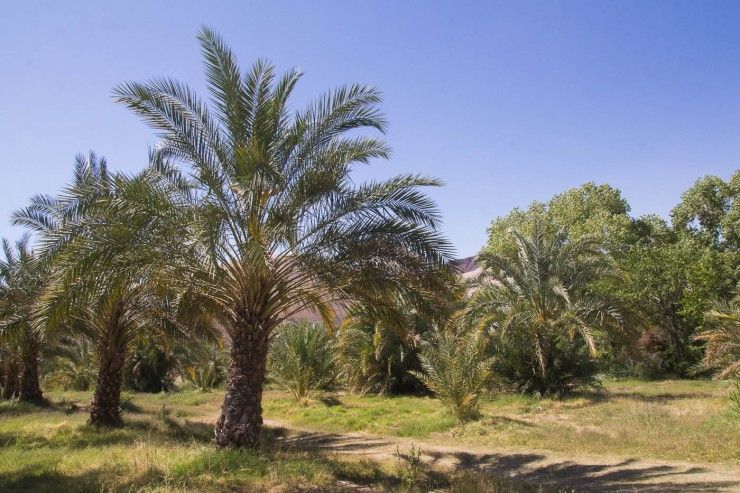 China Ranch Date Farm