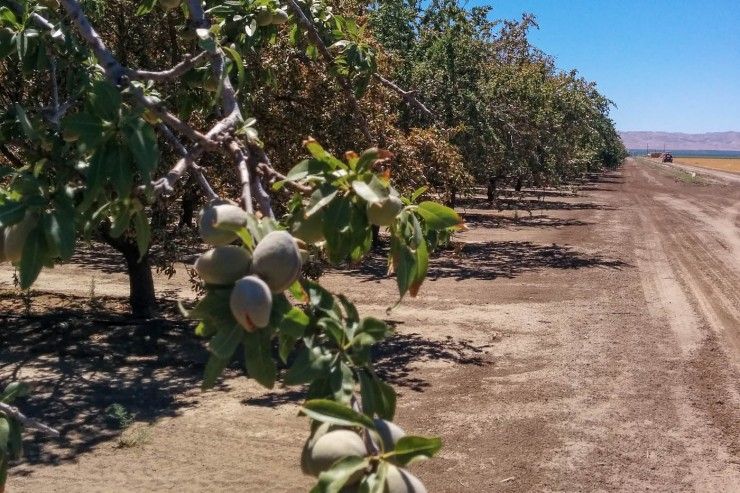 Almonds growing on trees