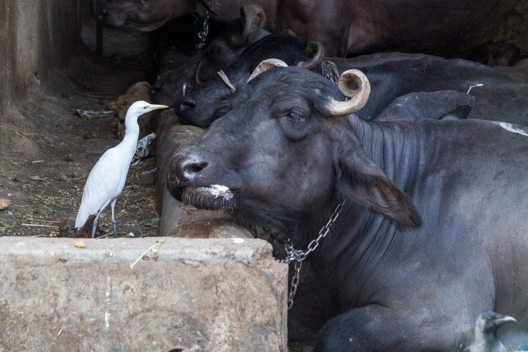 A water buffalo and his pet egret