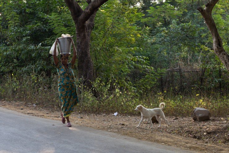 A woman and some street dogs in Sanjay Gandhi National Park