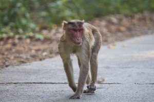 A monkey in Sanjay Gandhi National Park, Mumbai