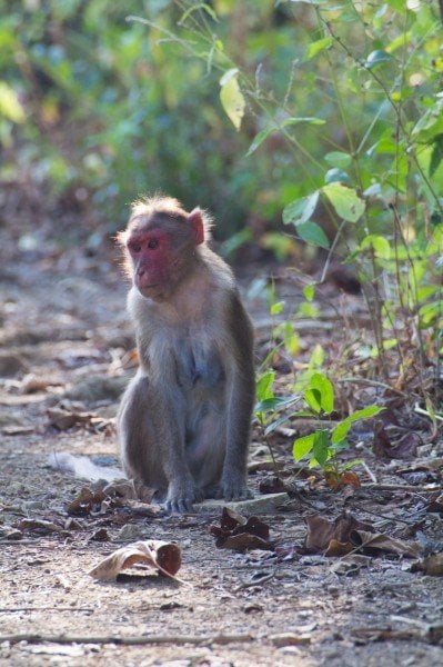 A monkey in Sanjay Gandhi National Park, Mumbai