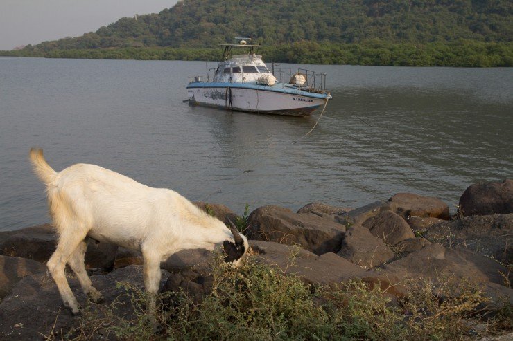 A goat near Elephanta Caves