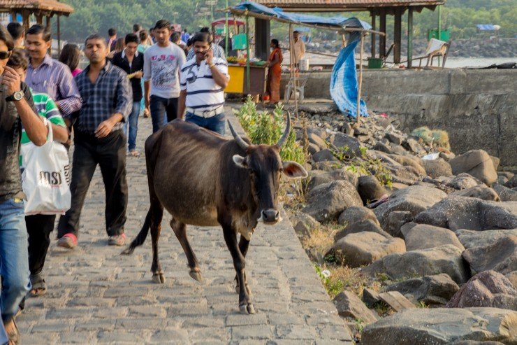 A cow near Elephanta Caves