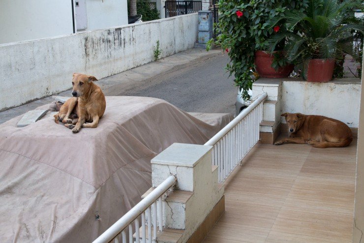 Street dogs in Ahmedabad, India