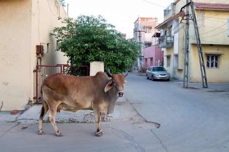 A Street Cow in Baroda, India